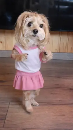 Salsa dog