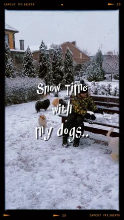 Snow Time With Dogs