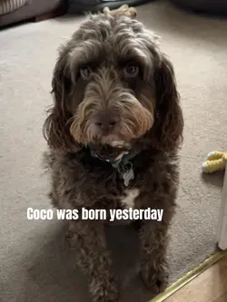 Born yesterday 