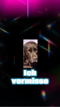 Hund Trauer liebe