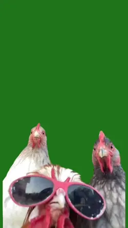 gallinas bombastic