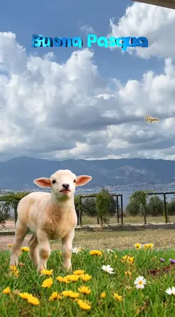 Buona Pasqua 🐑