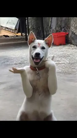 Ai 脆脆摇舞蹈