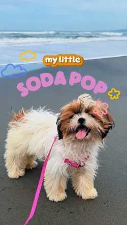 my little soda pop