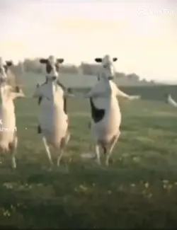 Vache