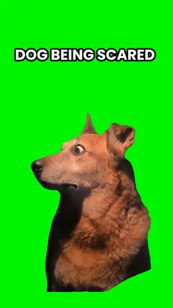 Dog Being Scared 