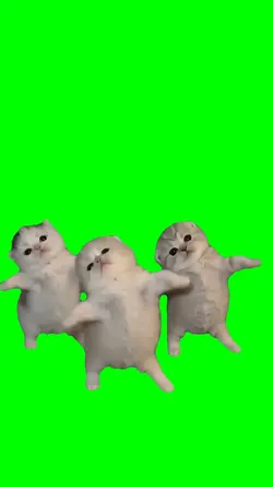kitten dance trio