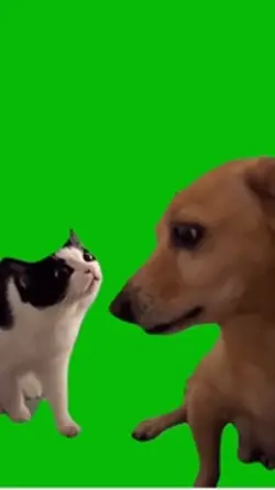 Cat Stares at Dog