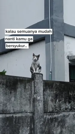 Status harian