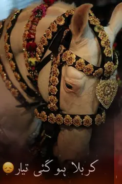 karbala