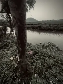 Thay video