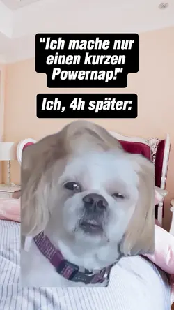 Hund verpeilt Meme
