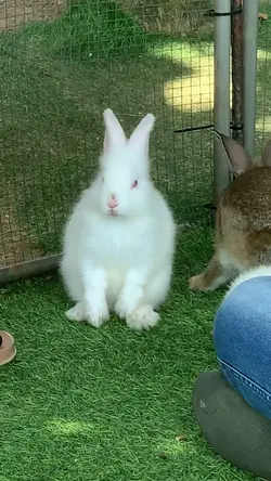 Cute animal vlog