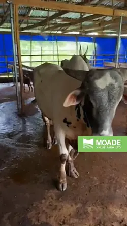 Farm life