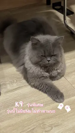 K9 รุ่งพิเศษ 