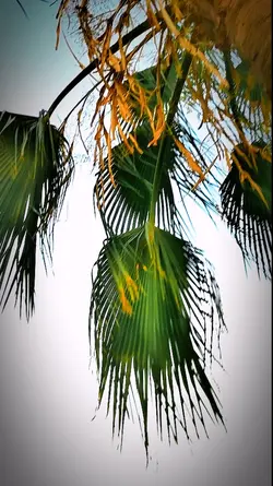 Tahiti dj