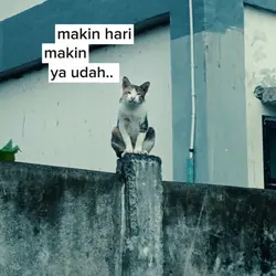 story harian