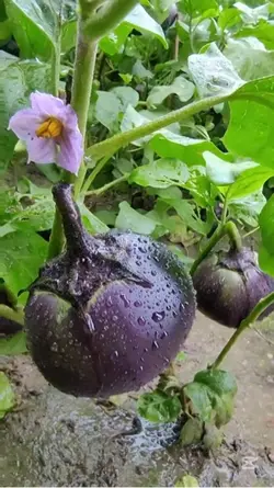 Natural vegetables 