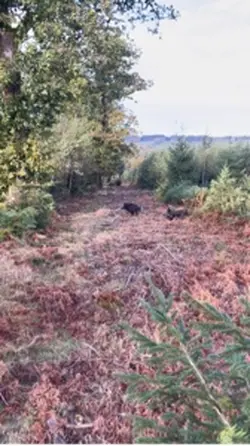 Chasse 