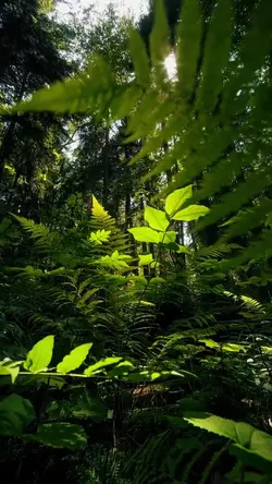 nature vibes