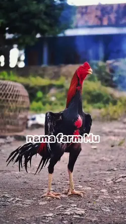 aesthetic farm 