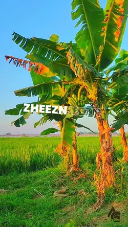 JJ cinematik sawah