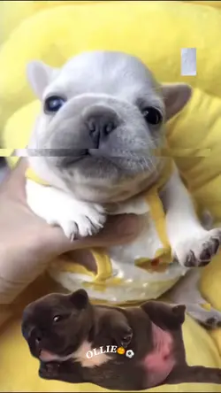 PIBBLE EDIT 