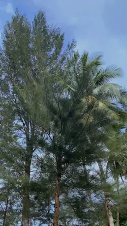 slowmo 1vidio