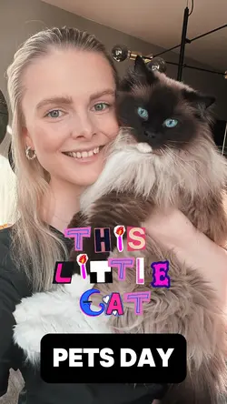 I Like this Lil Cat