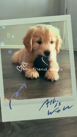 dog i love you