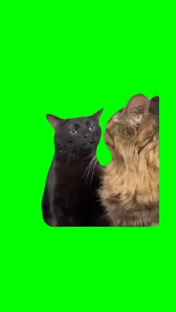 Black Cat Meme