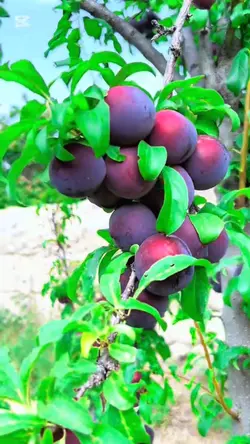 افغانستان که ندیدین🫶