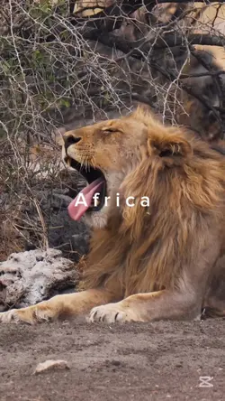 Africa
