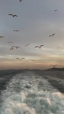 video bırak yeter 