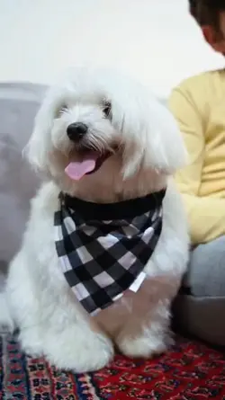 Cute pets