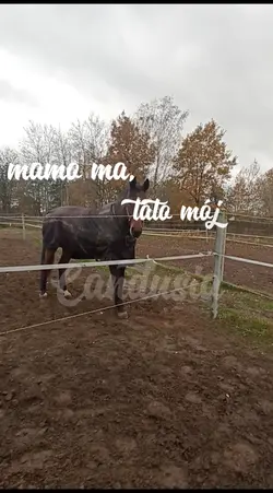 mamo ma