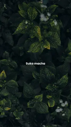 suka macha atau kopi