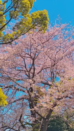 Sakura Daydream