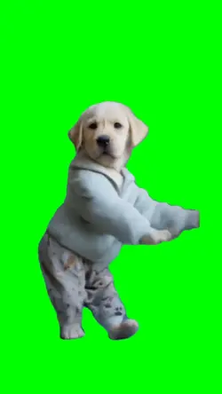 Dancing Dog Meme