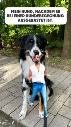 Hundebegegnung