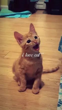 i love cat