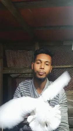 pigeon 