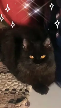 Catfunny