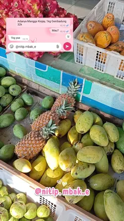 Mangga Kiojay