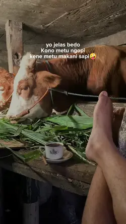 makani sapi wae