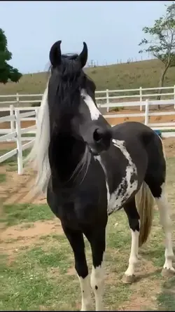 QUE MÁQUINA 
