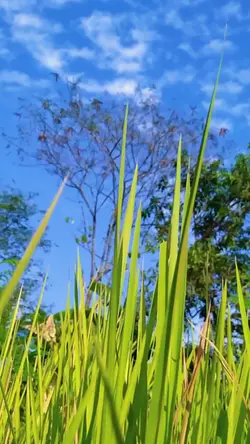 jj satu menit