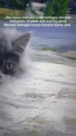 ingat ada kucing
