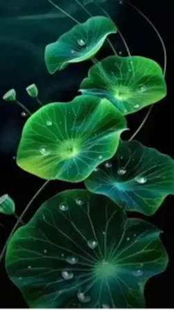 Lotus Leaf Wallpaper
