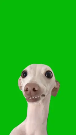 Cute Dog Singing 🐶